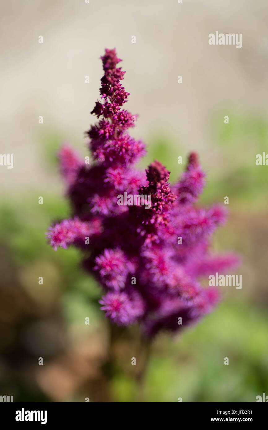 Late June blooms Stock Photo Alamy