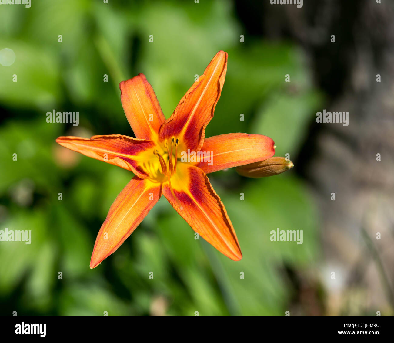 Late June blooms Stock Photo Alamy