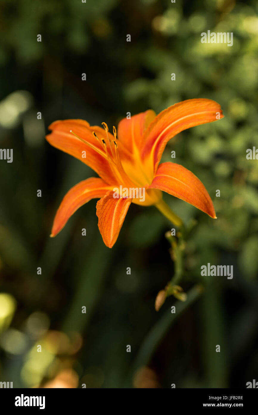 Late blooms hires stock photography and images Alamy