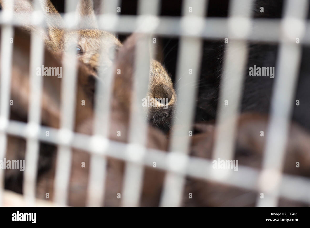 The rabbit's nose is behind the cell lattice. Rabbit breeding in