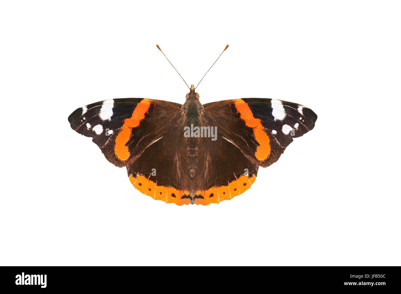 Close up (macro) of an English Red Admiral butterfly, photographed from above with wings spread flat,  isolated on a white background. Stock Photo