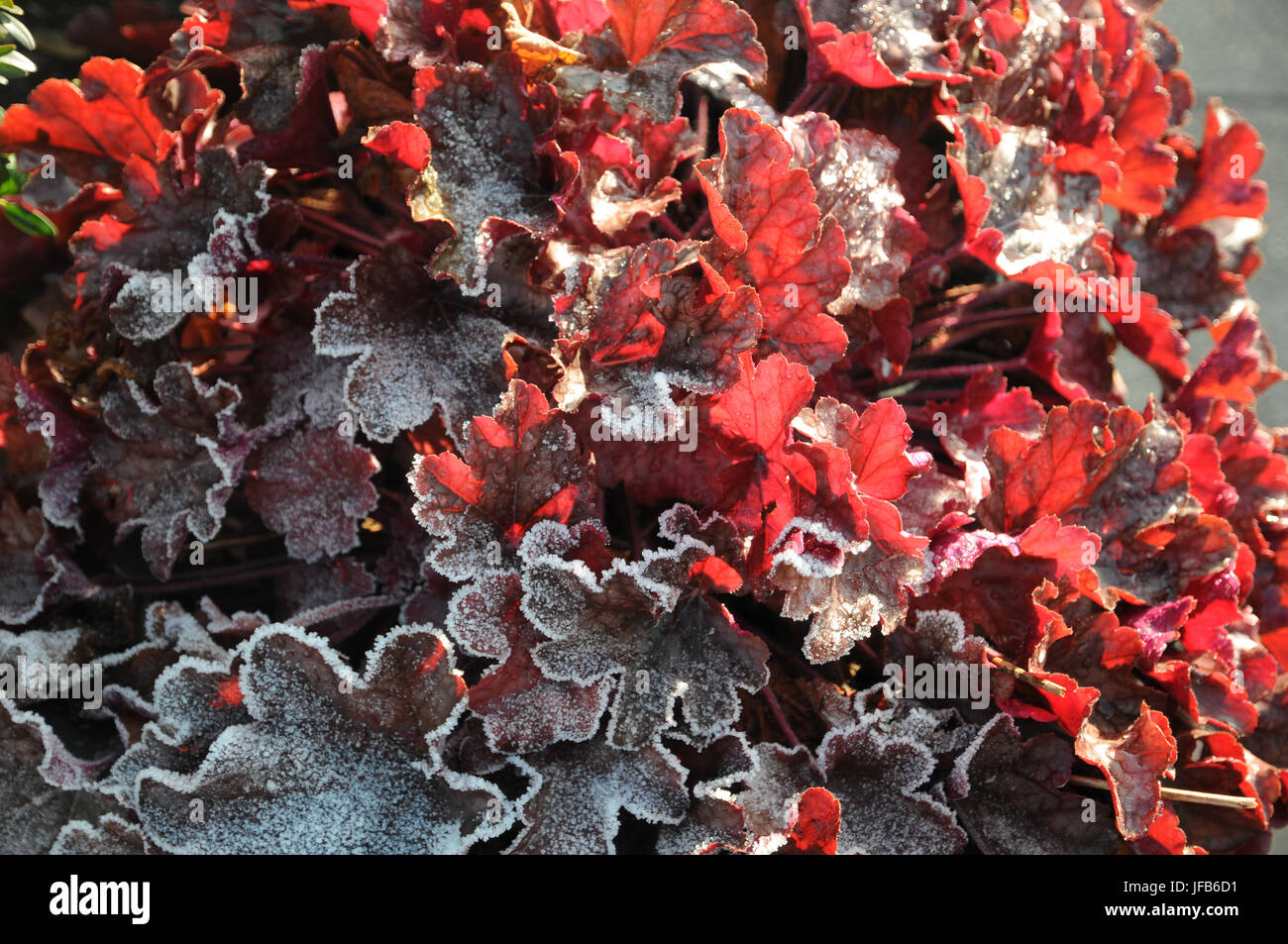 Heuchera purpurea, Corel bell, white frost Stock Photo