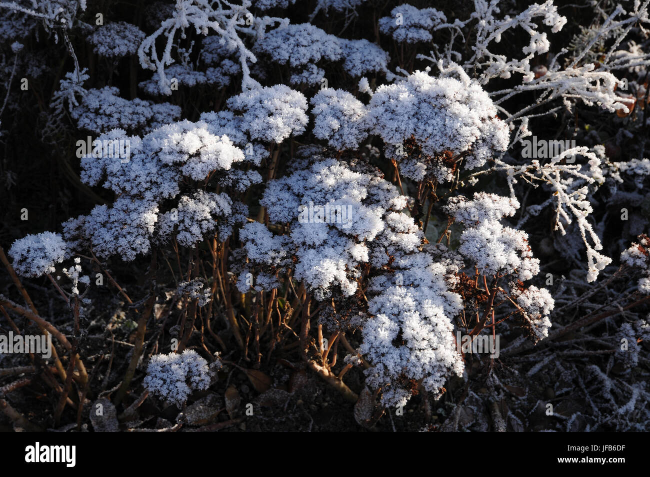 Sedum telephium, Stonecrop, white frost Stock Photo