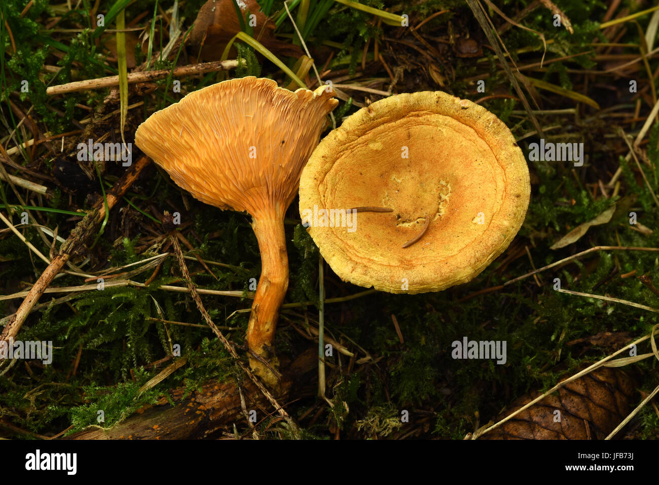 mushroom, fungus, Hygrophoropsis aurantiaca, Stock Photo
