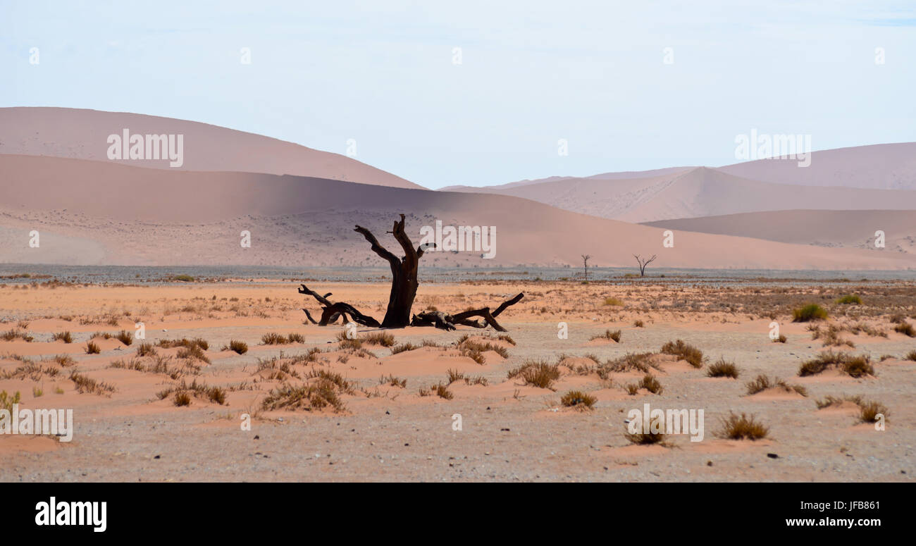 dry tree against dune Stock Photo
