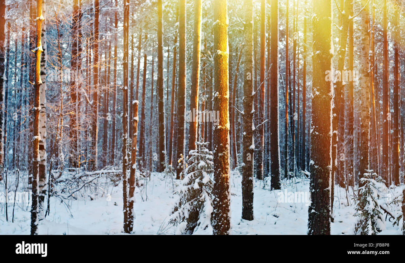 winter landscape .Winter scene Stock Photo - Alamy