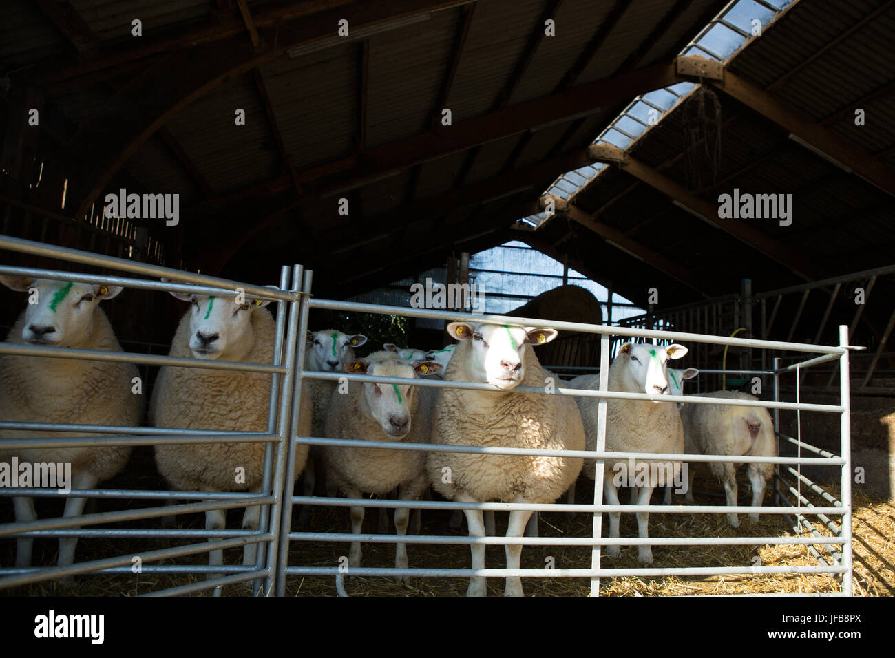 sheep in pen Stock Photo