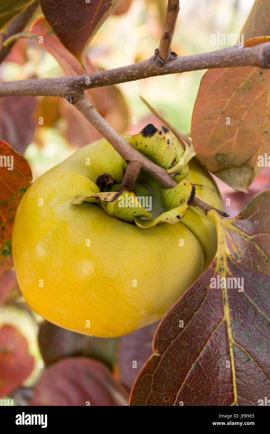 Kaki tree hi-res stock photography and images - Alamy