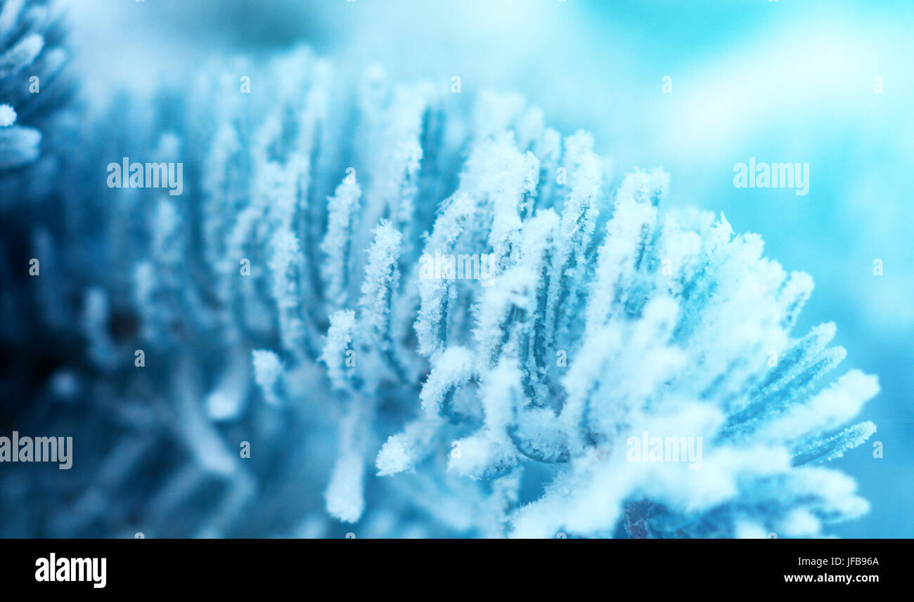 Christmas fir hi-res stock photography and images - Alamy