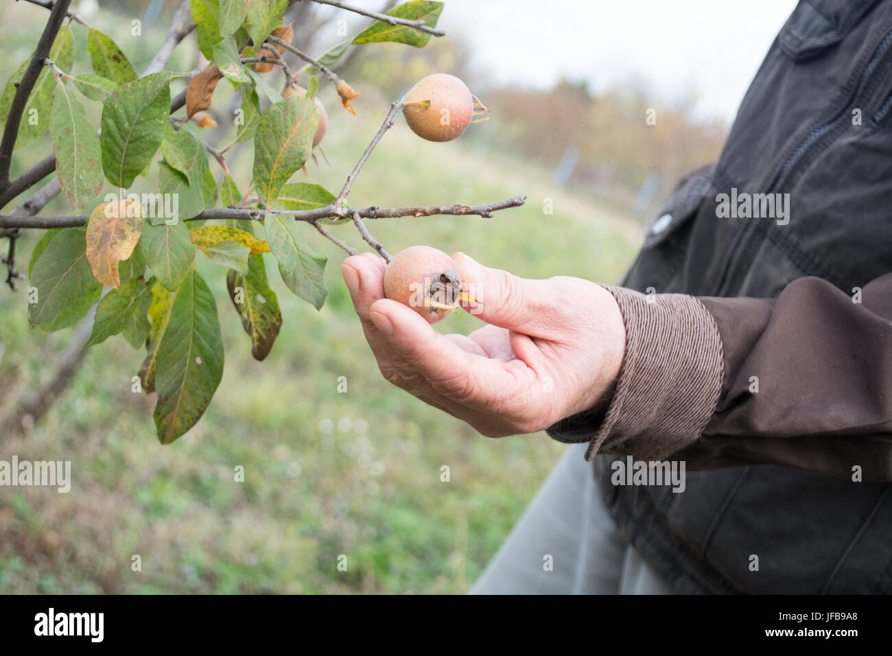 Elderly man picking up medlar fruit Stock Photo
