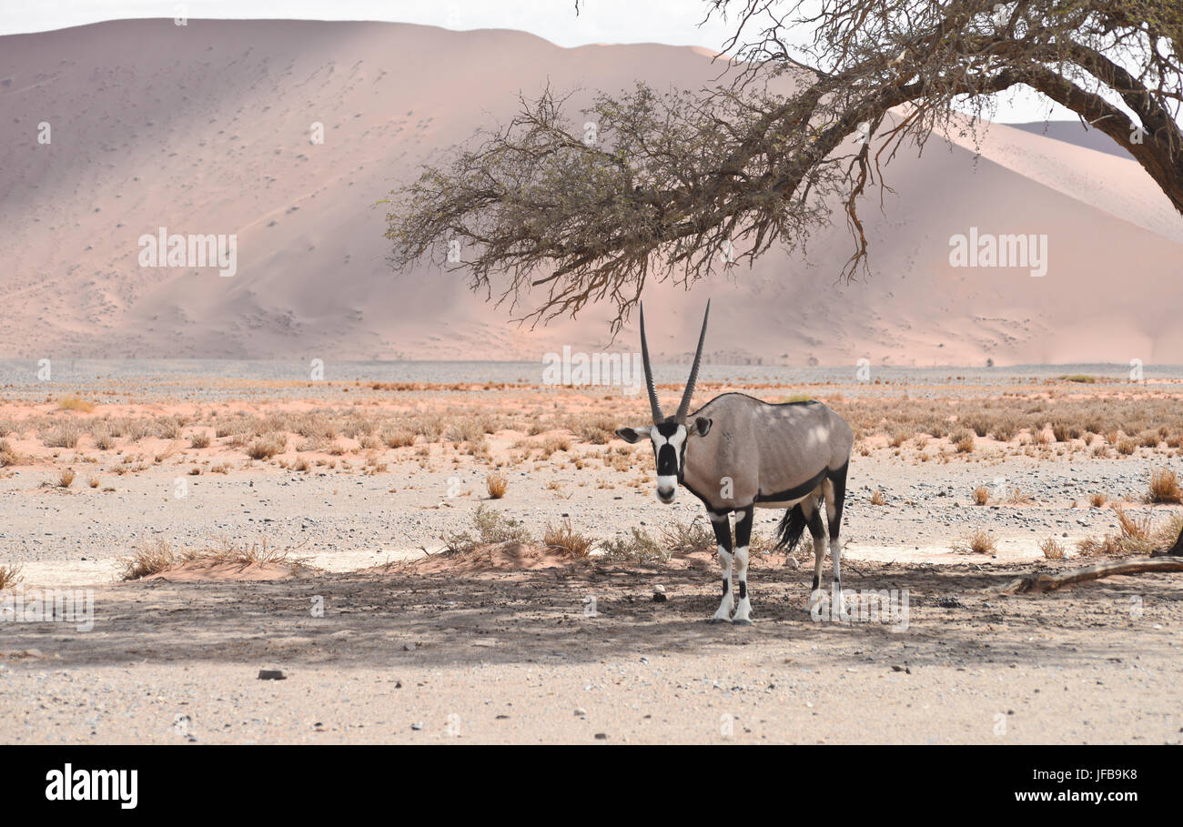 oryx in desert Stock Photo