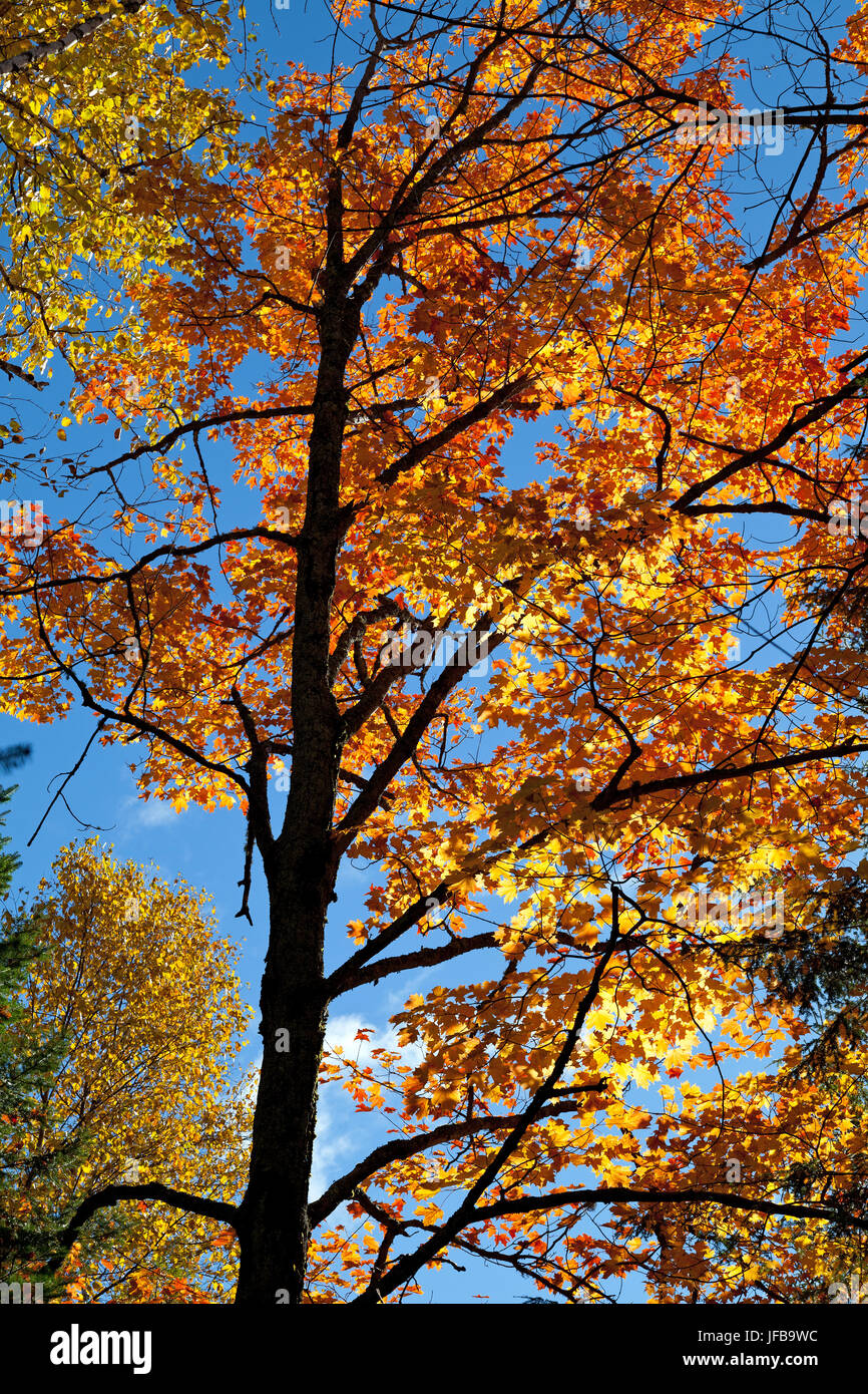 Fall foliage in Canada Stock Photo Alamy