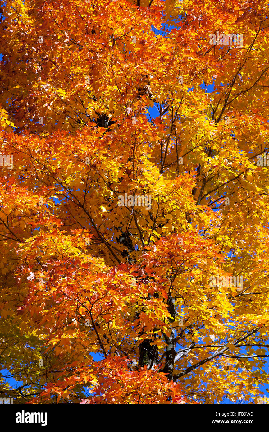 Fall foliage in Canada Stock Photo Alamy