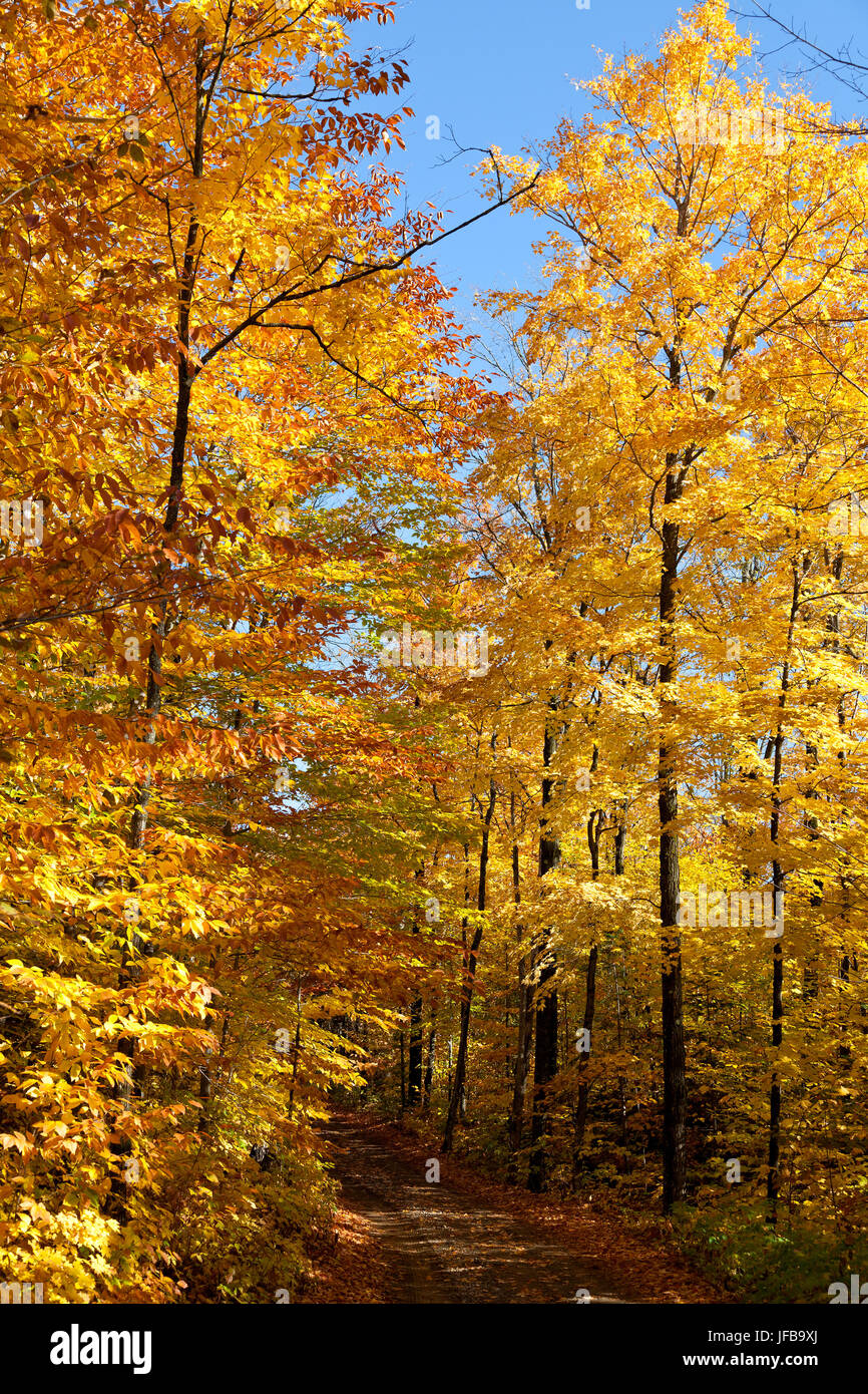 Fall foliage in Canada Stock Photo Alamy