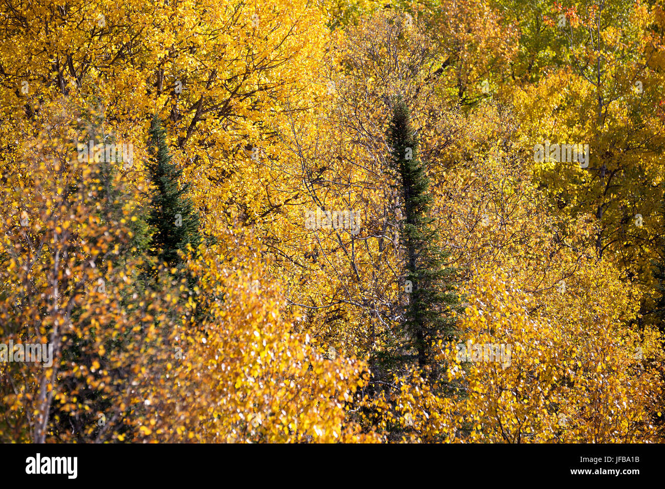 fall in canada Stock Photo - Alamy