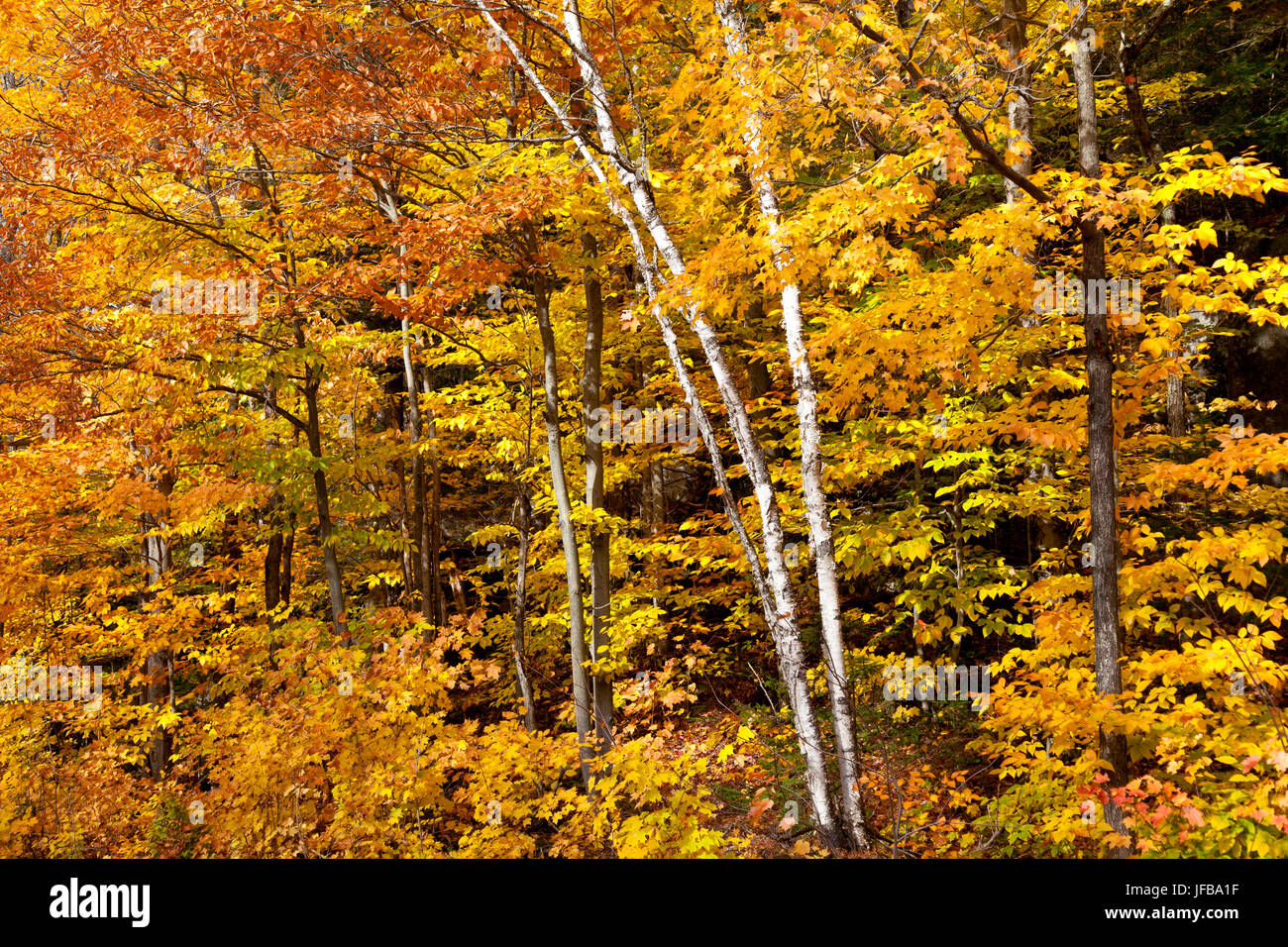fall-in-canada-stock-photo-alamy