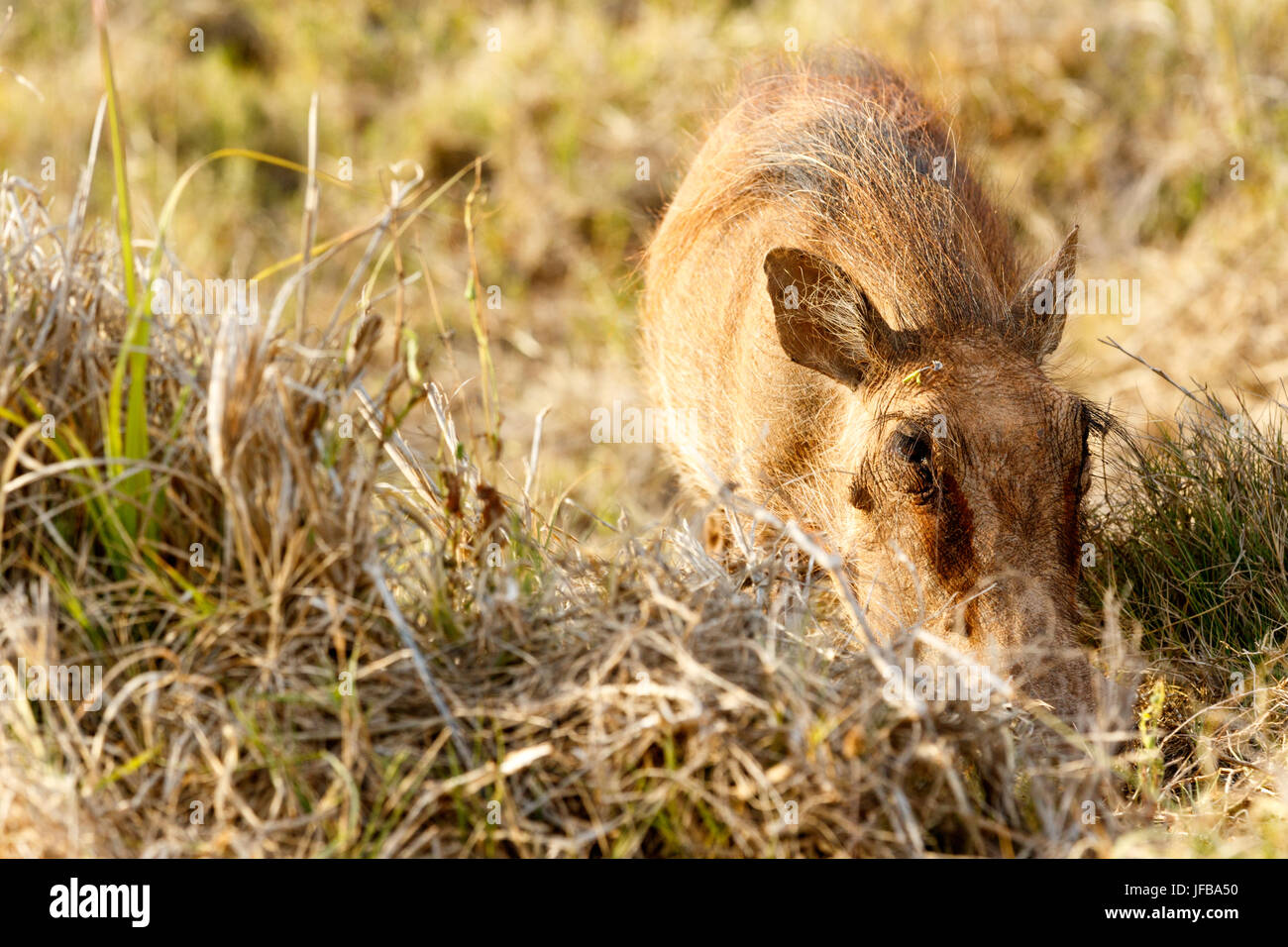 Common warthog so into his grass Stock Photo