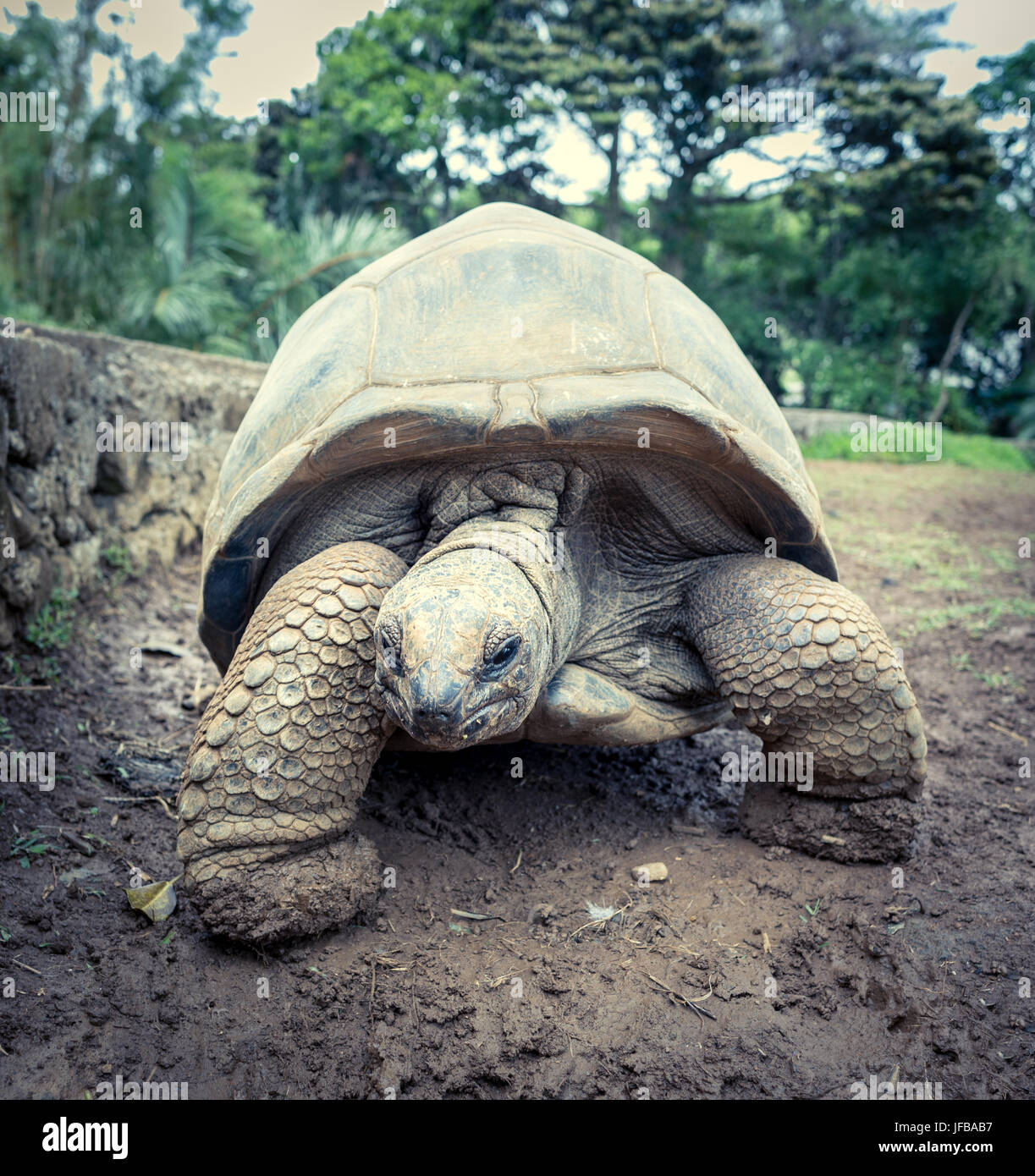 Aldabra giant tortoise Stock Photo