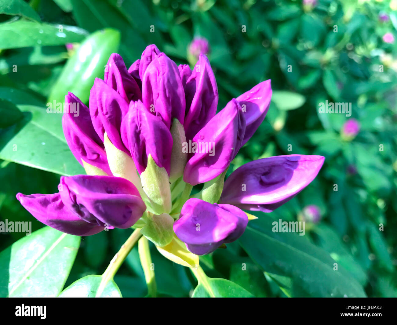 Nature and flowers in the city park under summer Stock Photo - Alamy