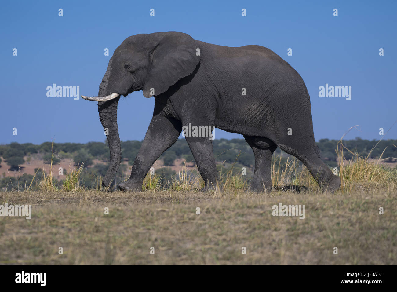 African Elephant, (Loxodonta africana), Chobe Stock Photo