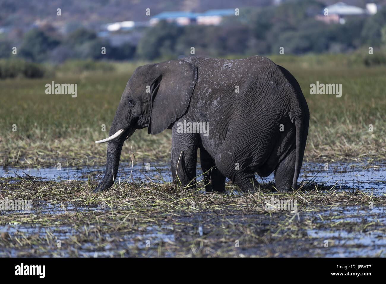 African Elephant, (Loxodonta africana) Stock Photo