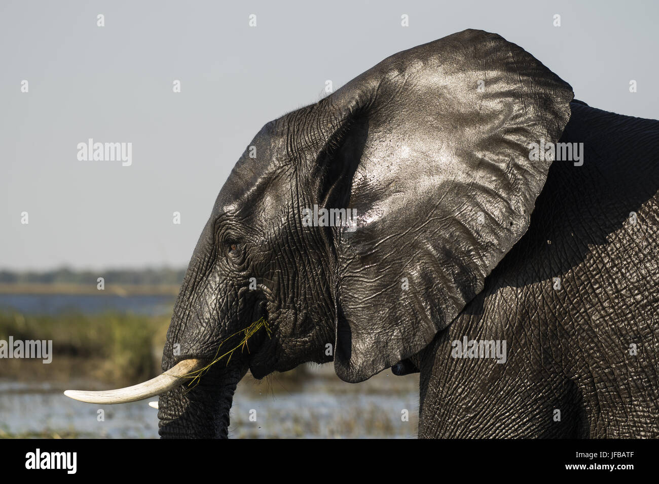 African Elephant, (Loxodonta africana) Stock Photo