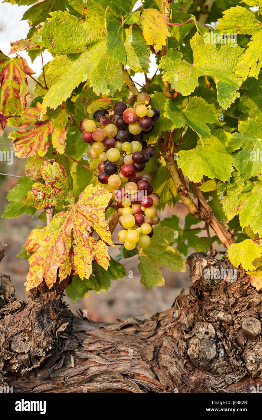 Colored grapes before becoming red Stock Photo