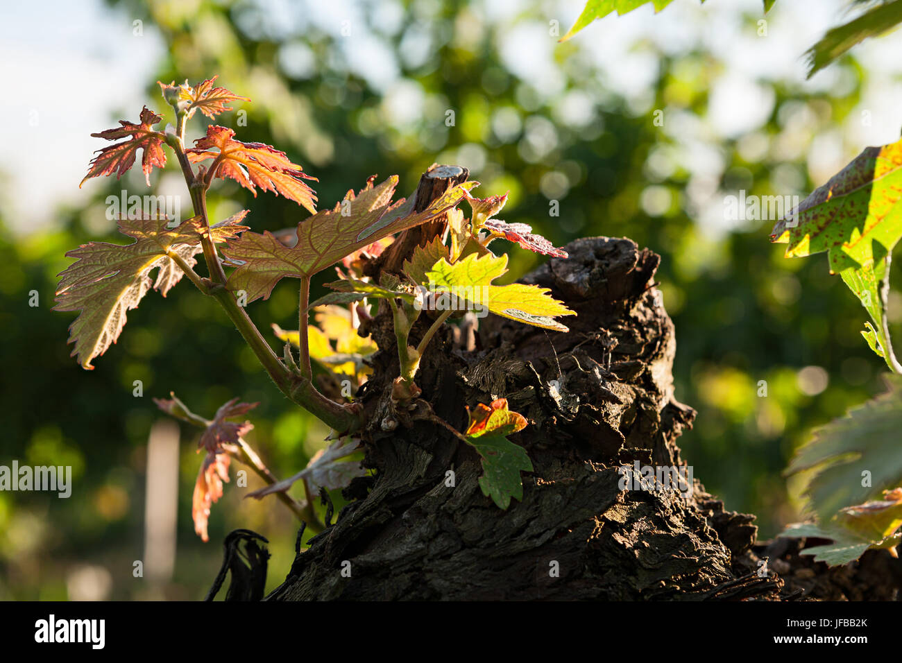 Small plant of vine born on a trunk Stock Photo