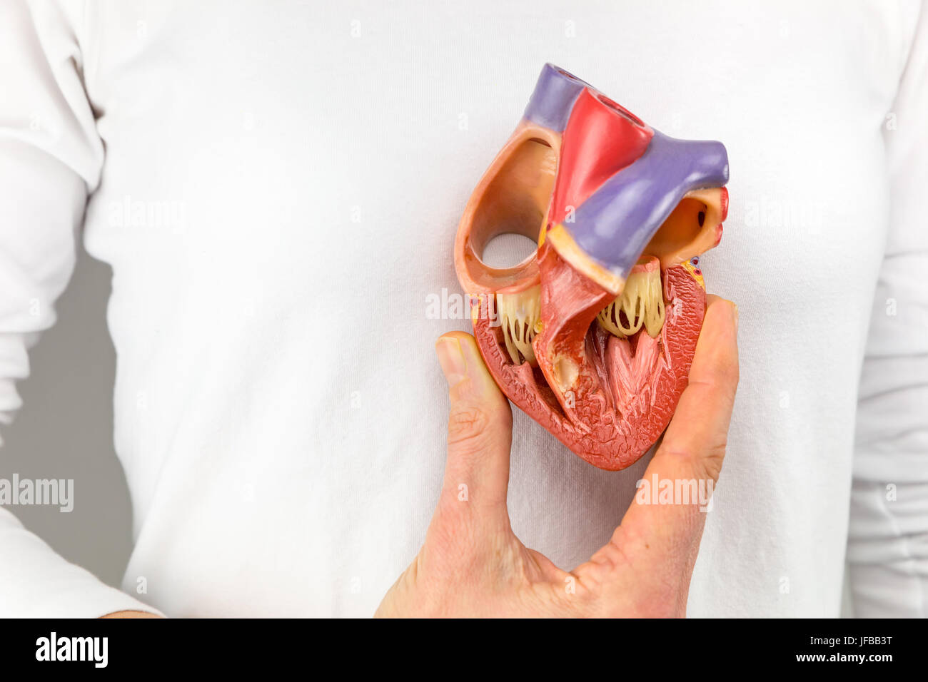 Hand holding heart model in front of chest Stock Photo