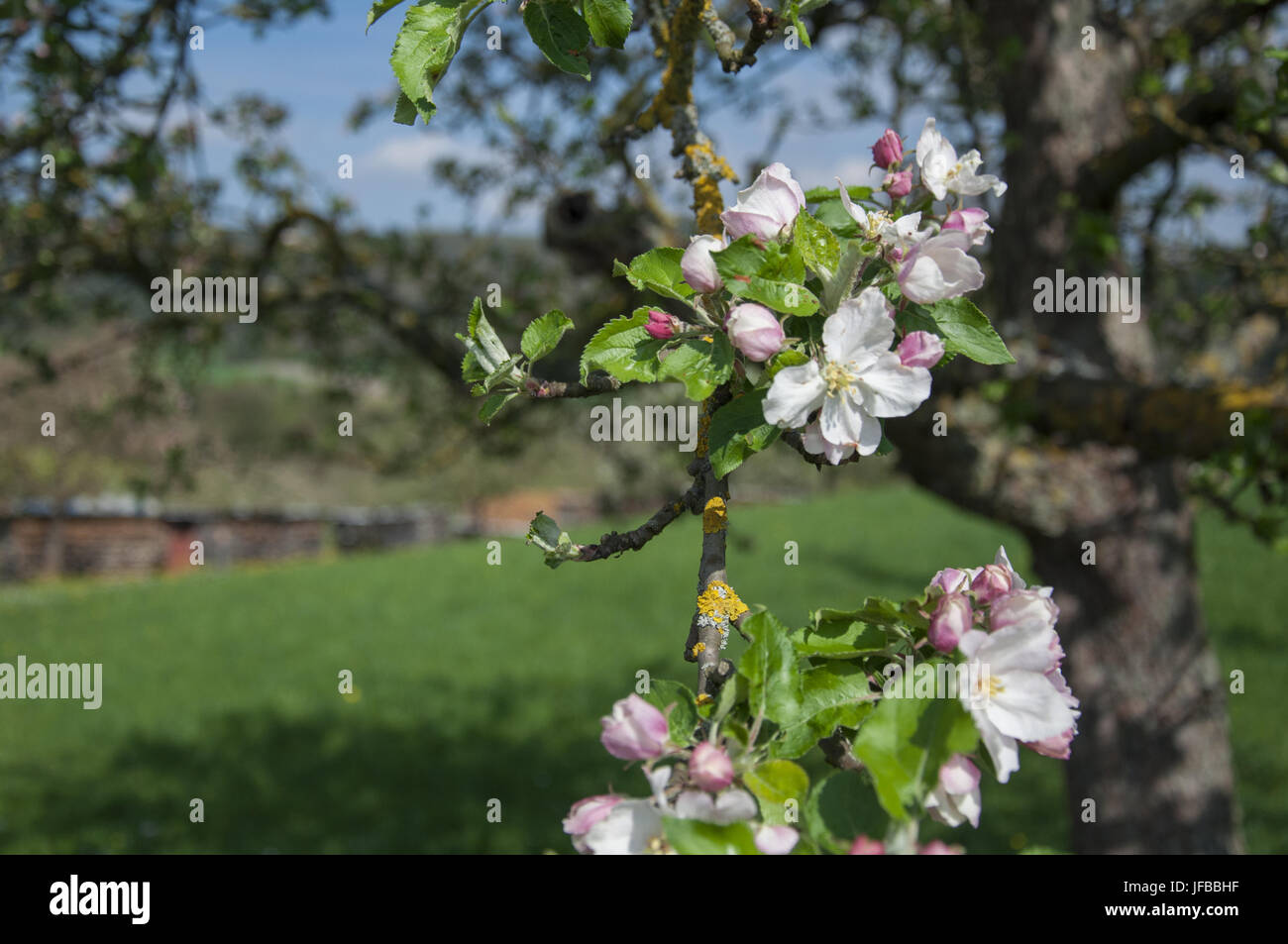Blossom time nearby Michelbach, Germany Stock Photo