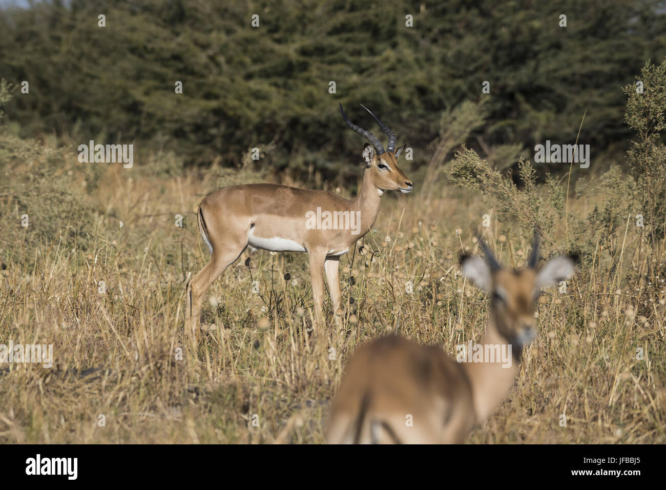Impala,  (Aepyceros melampus) Stock Photo