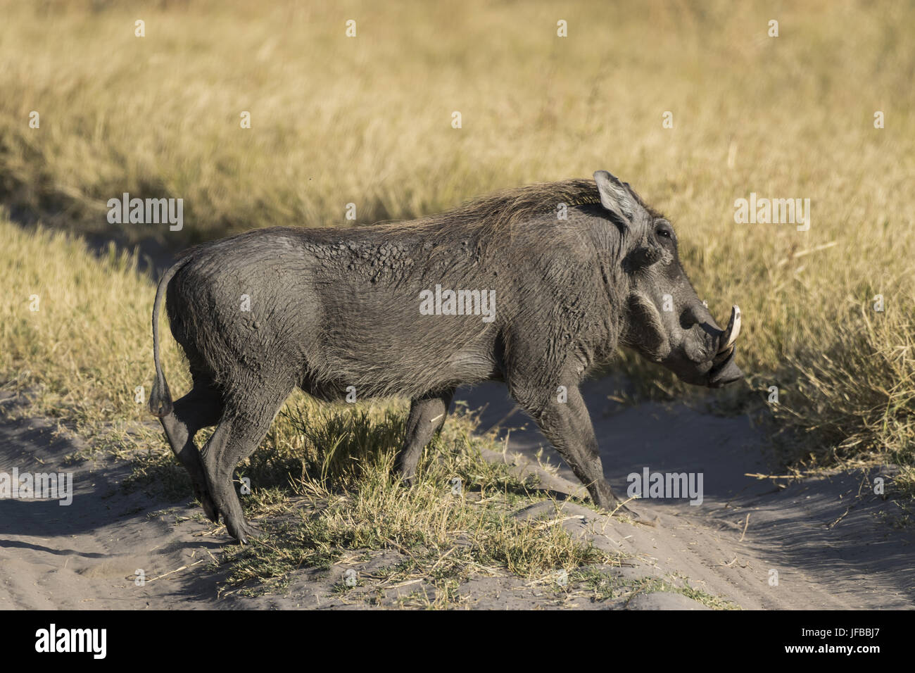 Warthog (Phacochoerus africanus) Stock Photo