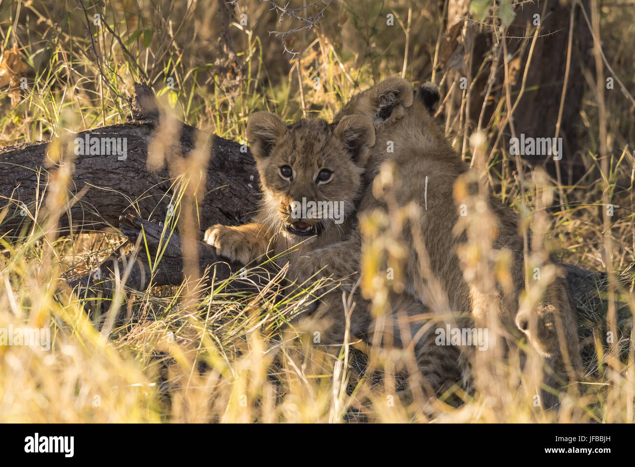 Lion cubs, playing Stock Photo