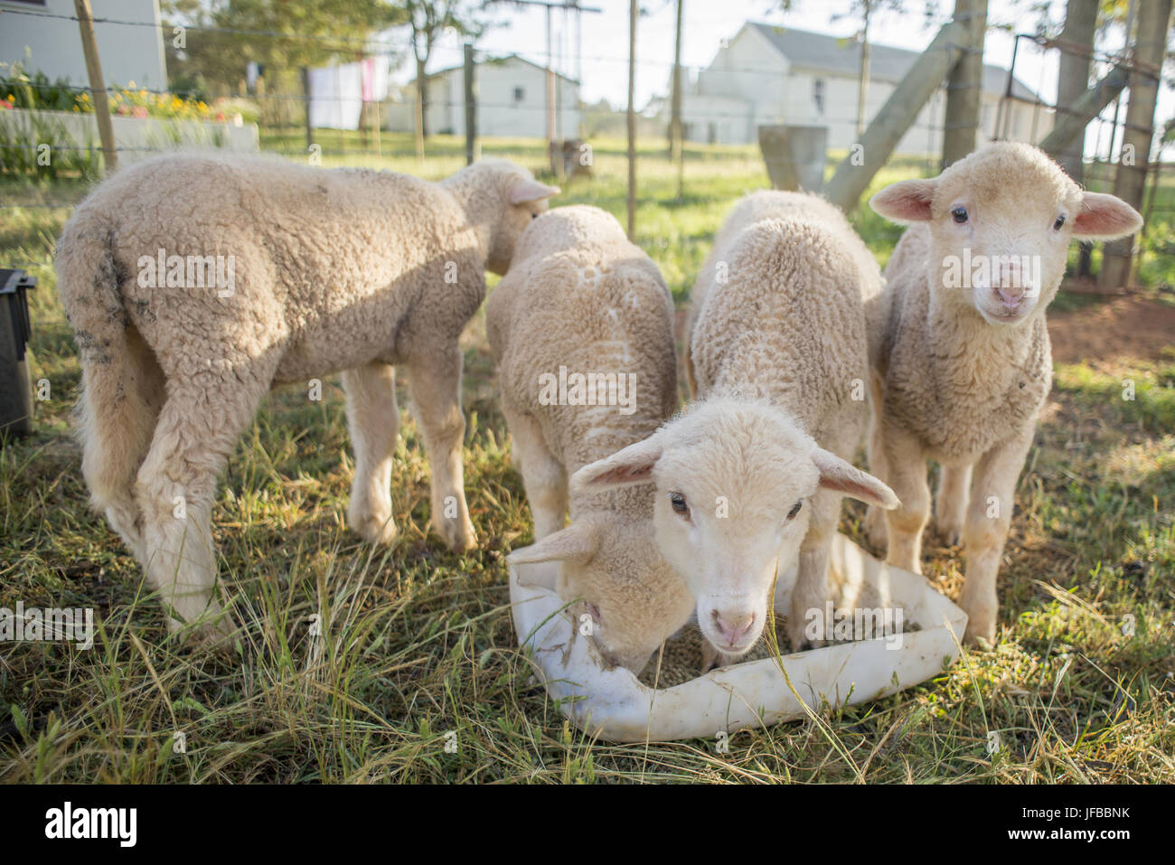 Little Lambs Feeding Stock Photo