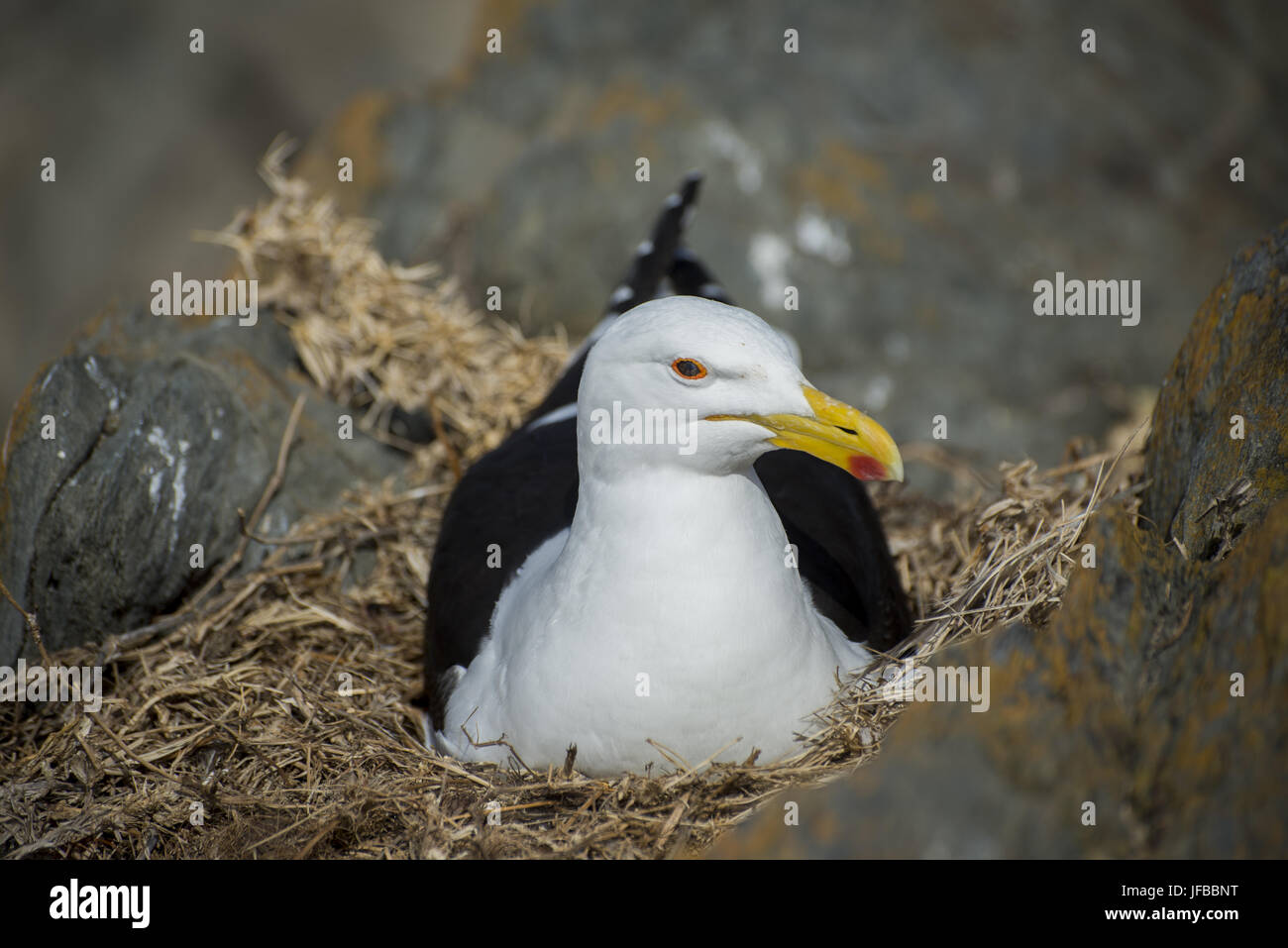 Seagull Nesting in Nest on Rocks Stock Photo