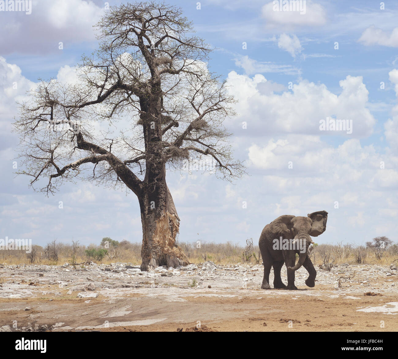 elephant in Africa Stock Photo
