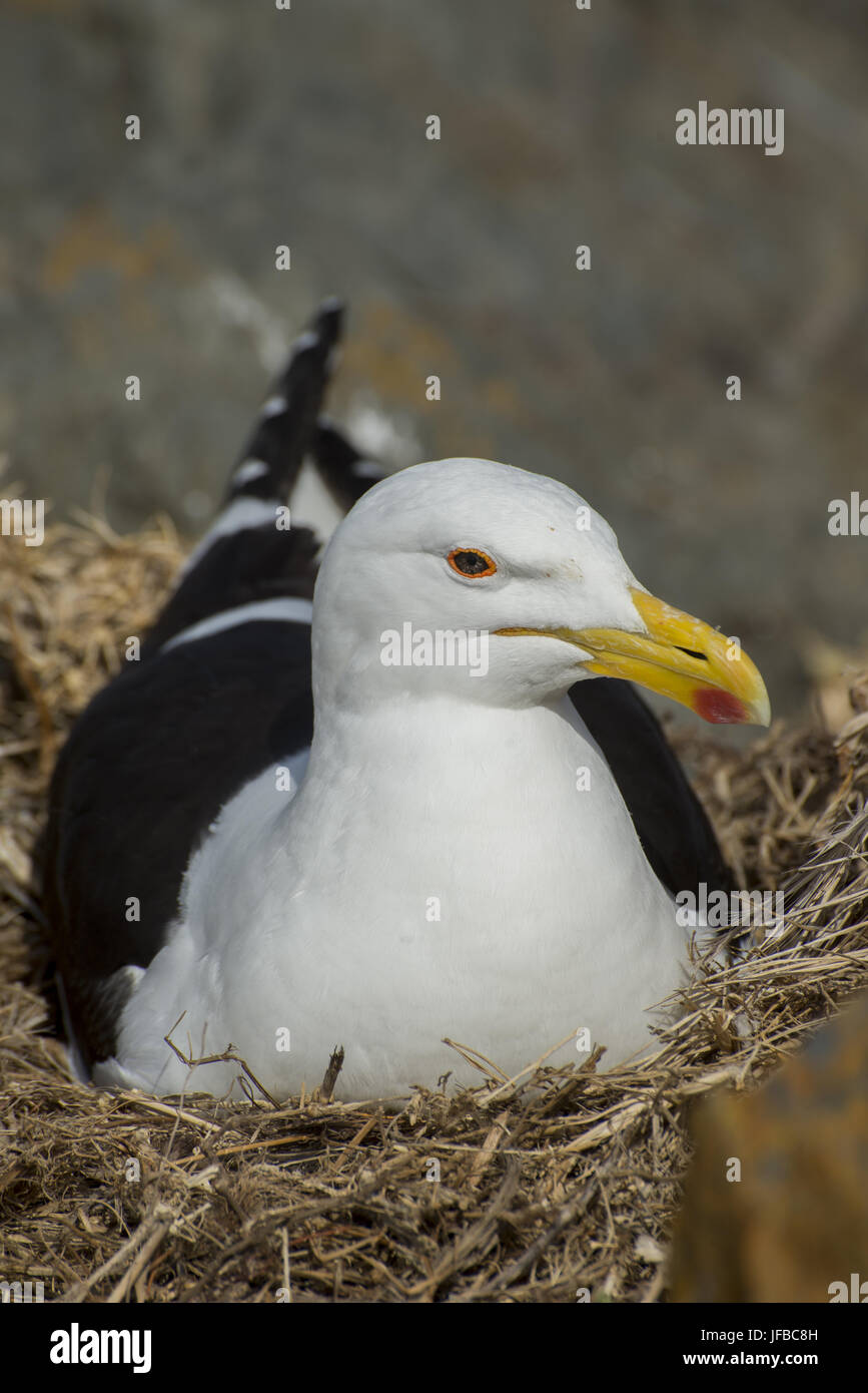 Seagull Nesting Stock Photo