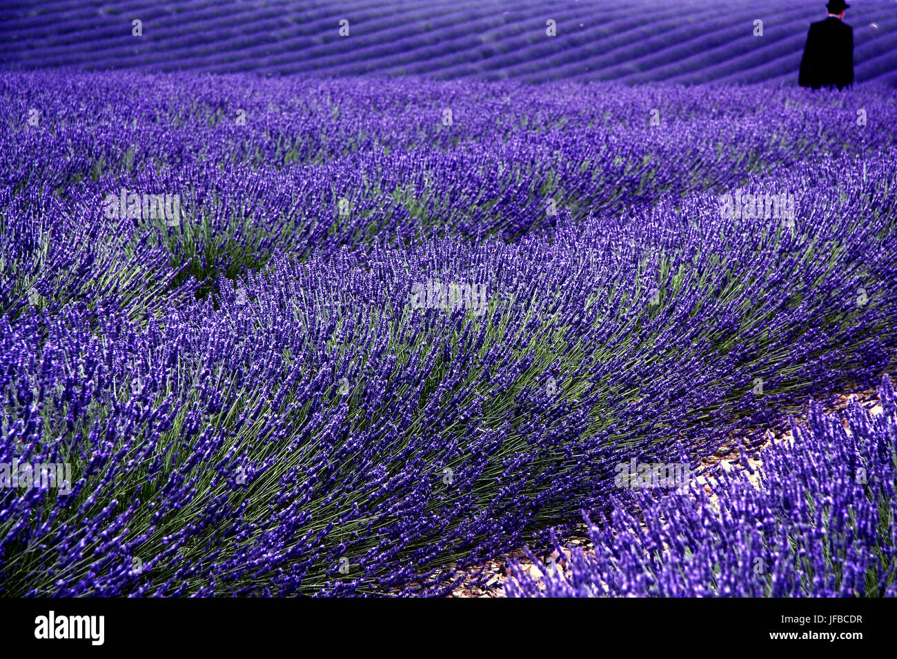 Lavender Field Stock Photo
