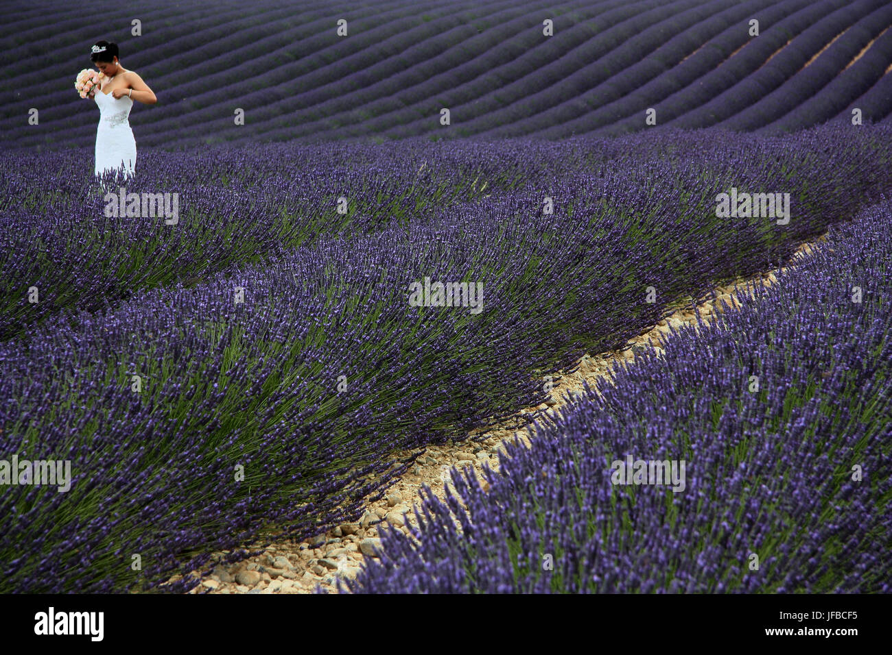 Lavender Bride Stock Photo
