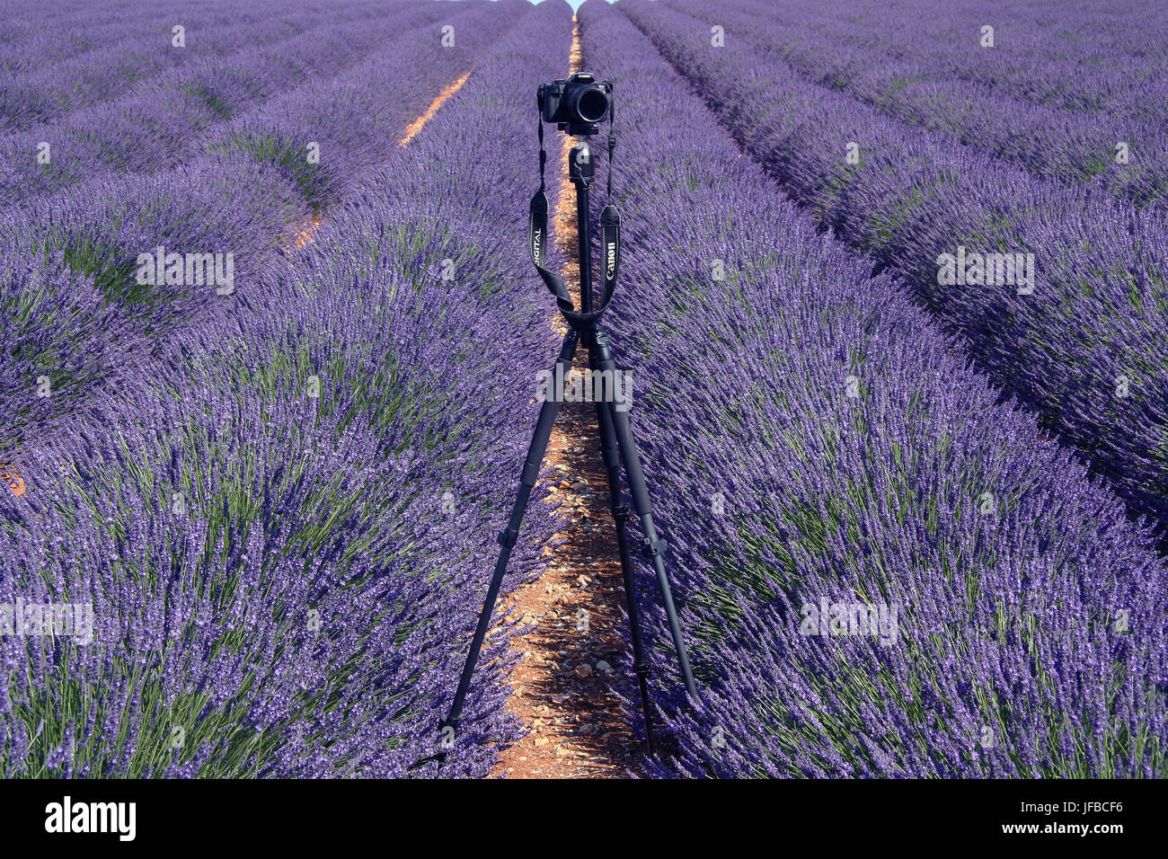 Taking photos of Lavender Stock Photo