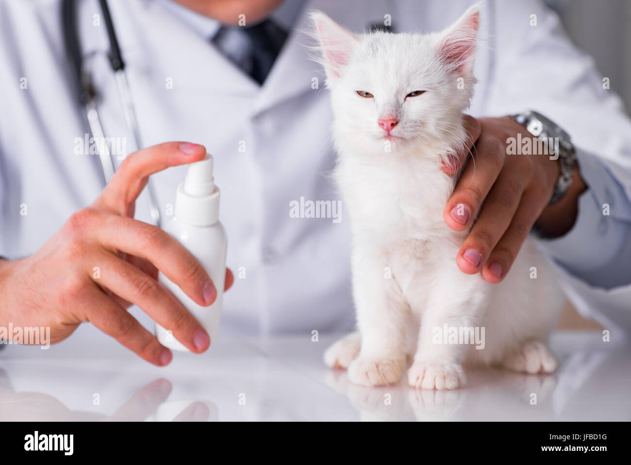 White kitten visiting vet for check up Stock Photo Alamy