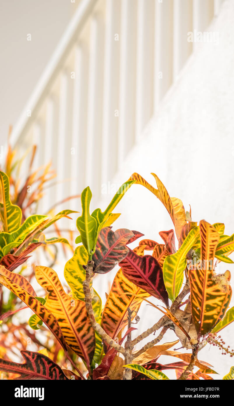 Stairs and flowers Stock Photo - Alamy
