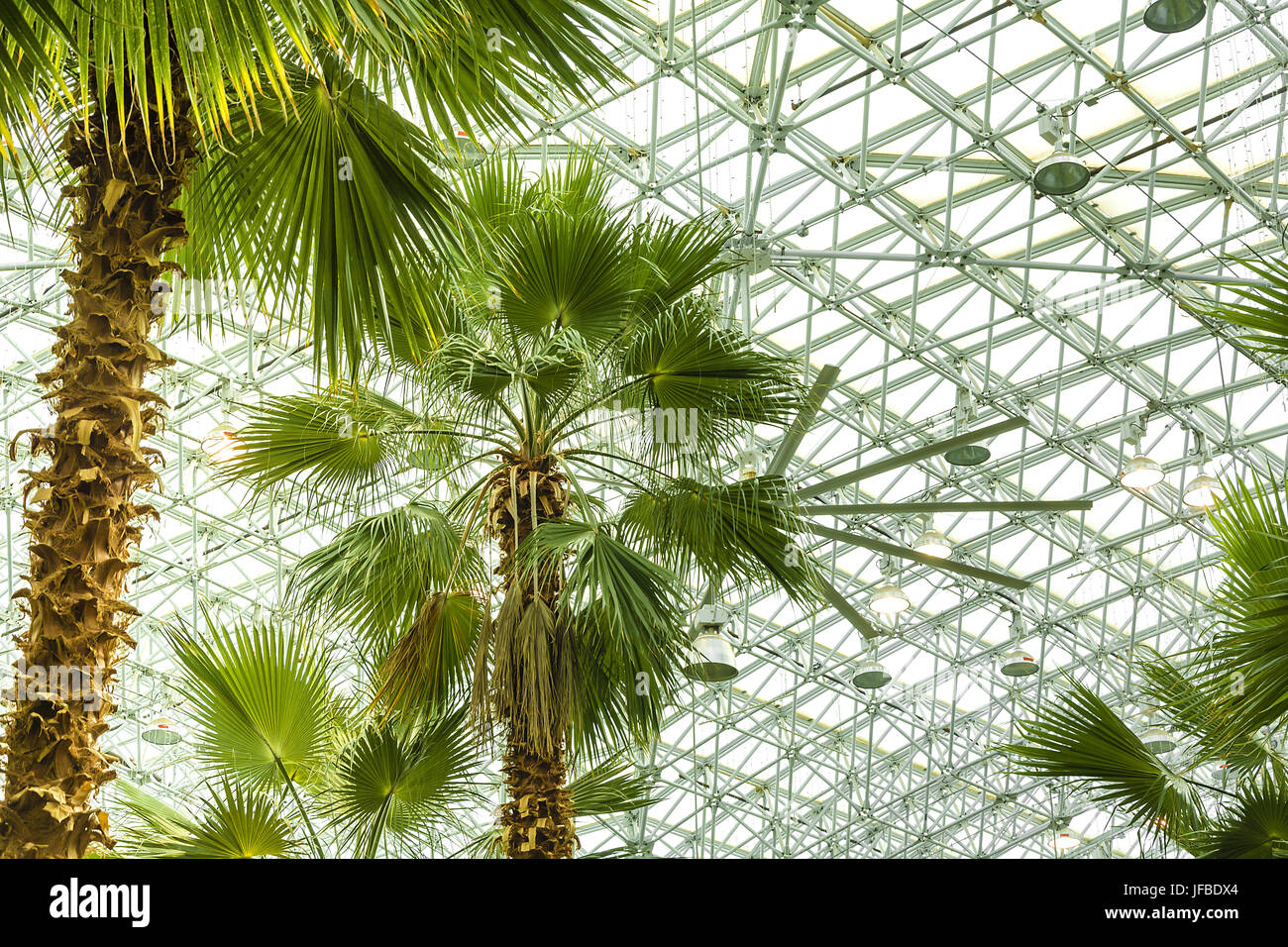 Palm house in Chicago Stock Photo Alamy