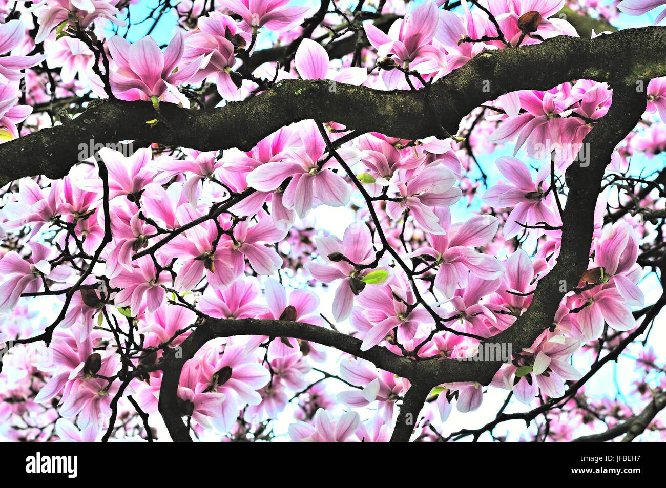 Under the magnolia tree Stock Photo