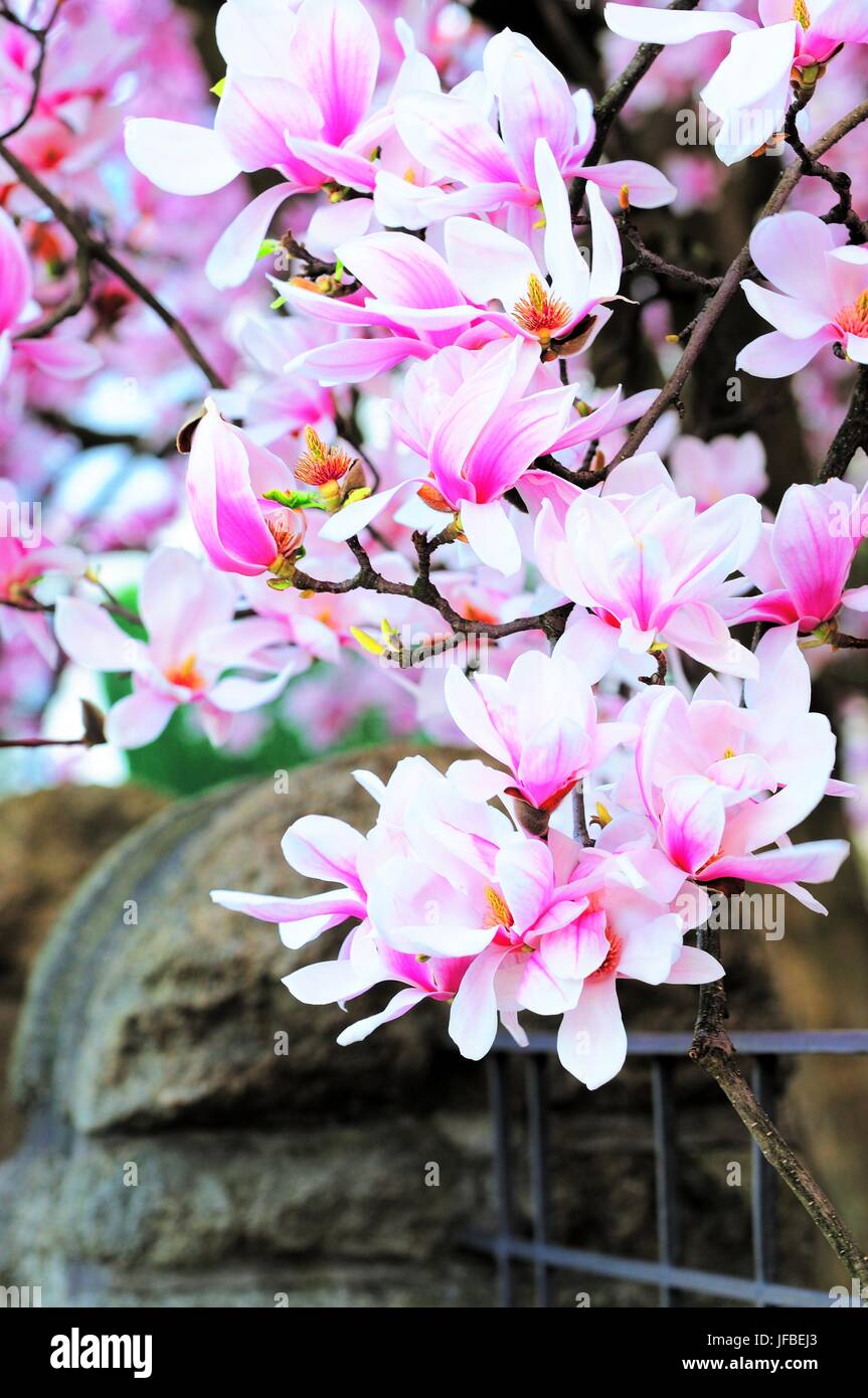 Magnolia flowering Stock Photo
