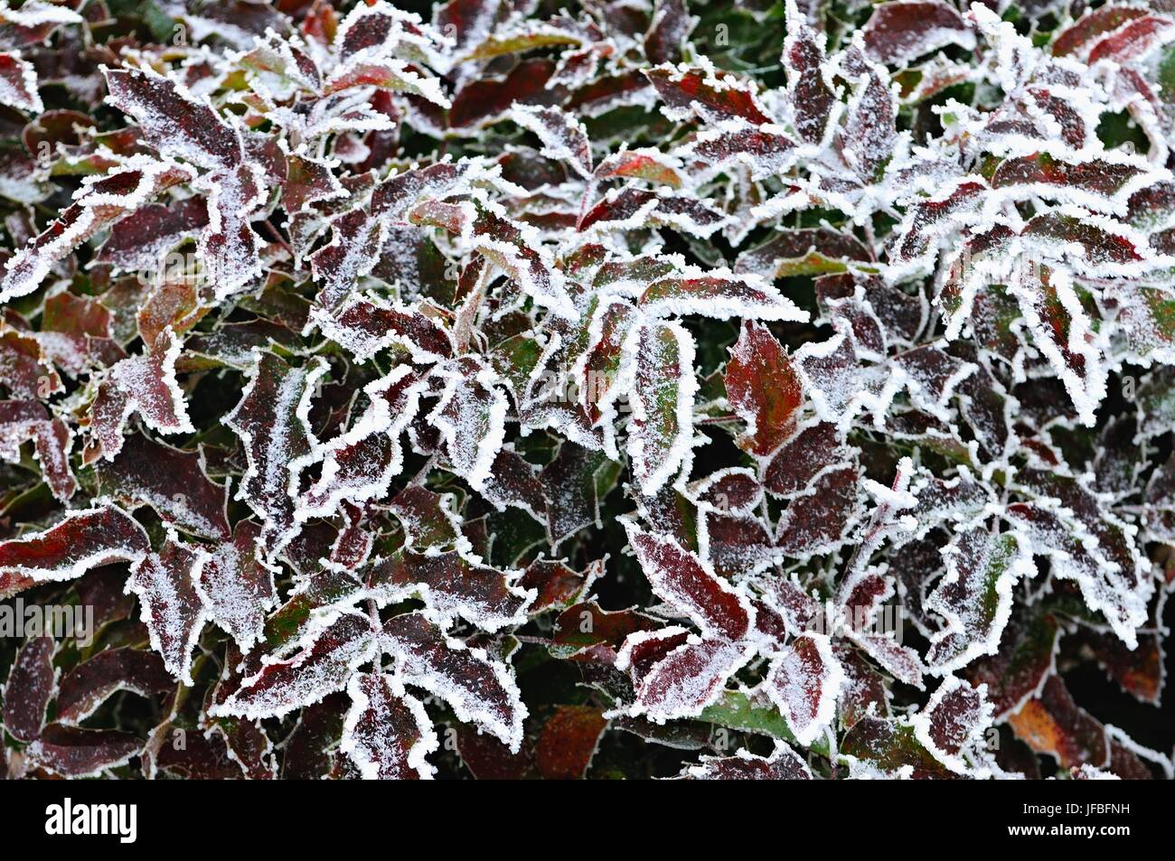 Holly with frost Stock Photo