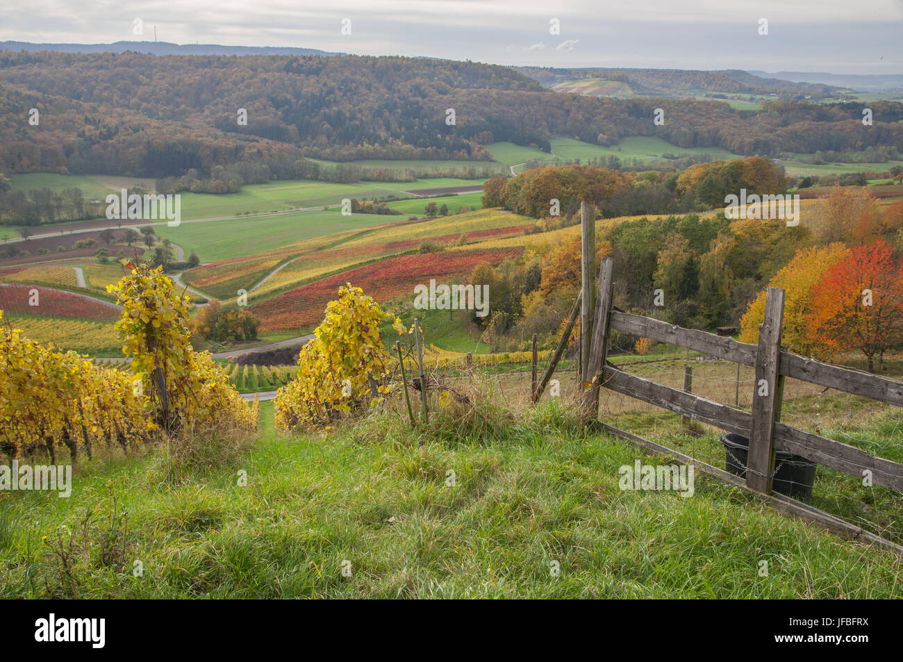 Vineyards in the Hohenlohe region, Germany Stock Photo