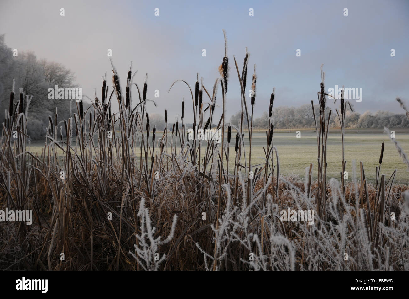 Typha latifolia, Bulrush, White Frost Stock Photo