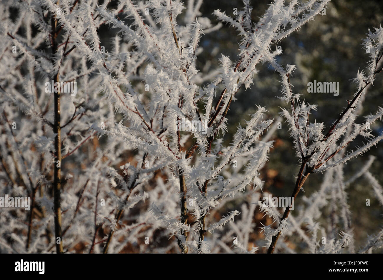 Cornus sanguinea, Common Dogwood, White Frost Stock Photo