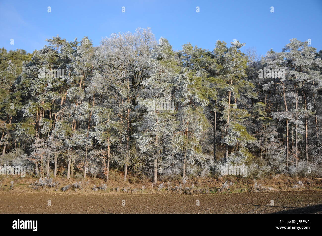 P sylvestris hi-res stock photography and images - Alamy